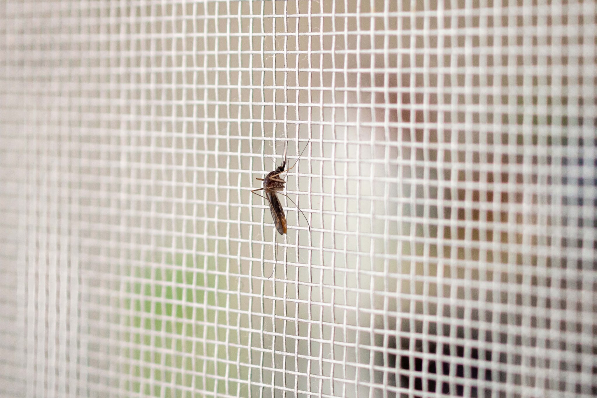 Window Insect Management How the Right Window Treatments Can Help Home Pest Control ...